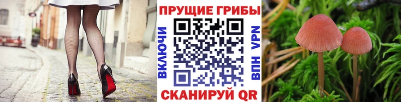 купить наркоту  Борисоглебск  Псилоцибиновые грибы мицелий 